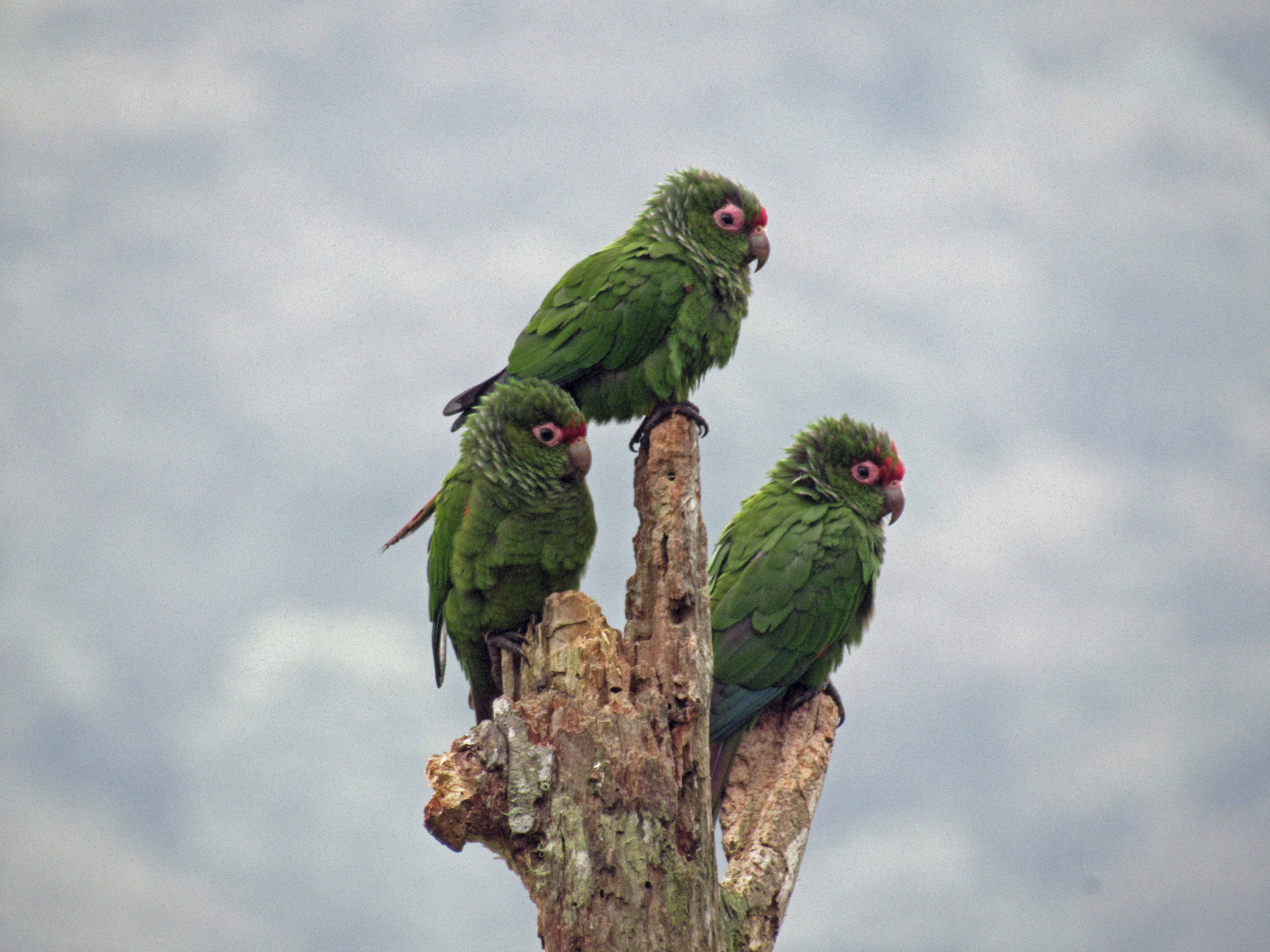 This year 114 El Oro Parakeets fledged!